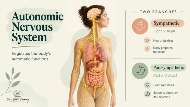 Autonomic Nervous Systems