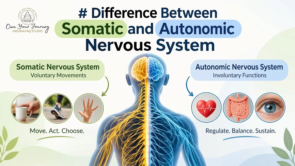Difference Between Somatic and Autonomic Nervous System (1)