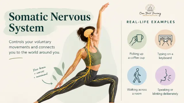 Somatic Nervous System